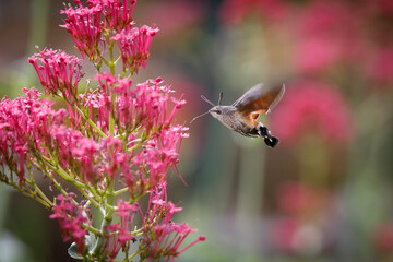 hummingbird butterfly on red flower