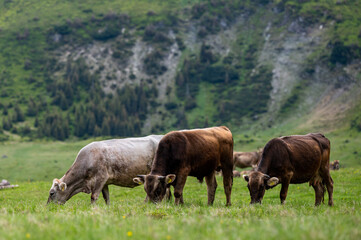 Naklejka na ściany i meble Cows in a mountain meadow. Rodna Mountains, Carpathians, Romania.
