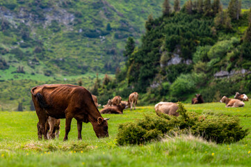 Cows in a mountain meadow. Rodna Mountains, Carpathians, Romania.