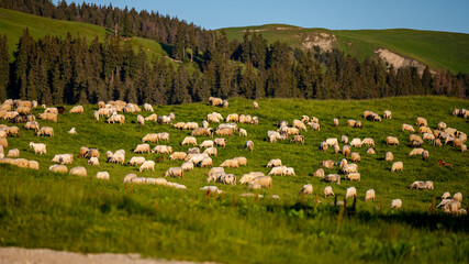 Fototapeta premium Herd of sheep and goats in a mountain meadow. Rodna Mountains, Carpathians, Romania.