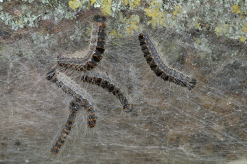 Urticating caterpillars of the oak processionary moth in their nest (Thaumetopoea processionea)
