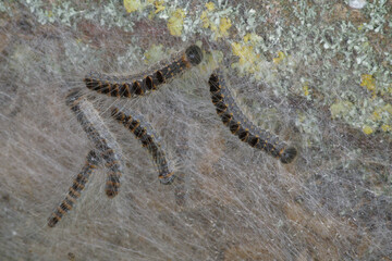 Urticating caterpillars of the oak processionary moth in their nest (Thaumetopoea processionea)