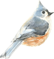 Watercolor blue bird Christmas illustration. Woodland winter forest nursery decoration for greeting card, poster, invitation, baby shower Merry Christmas,New Year, holiday print, sticker, poster art