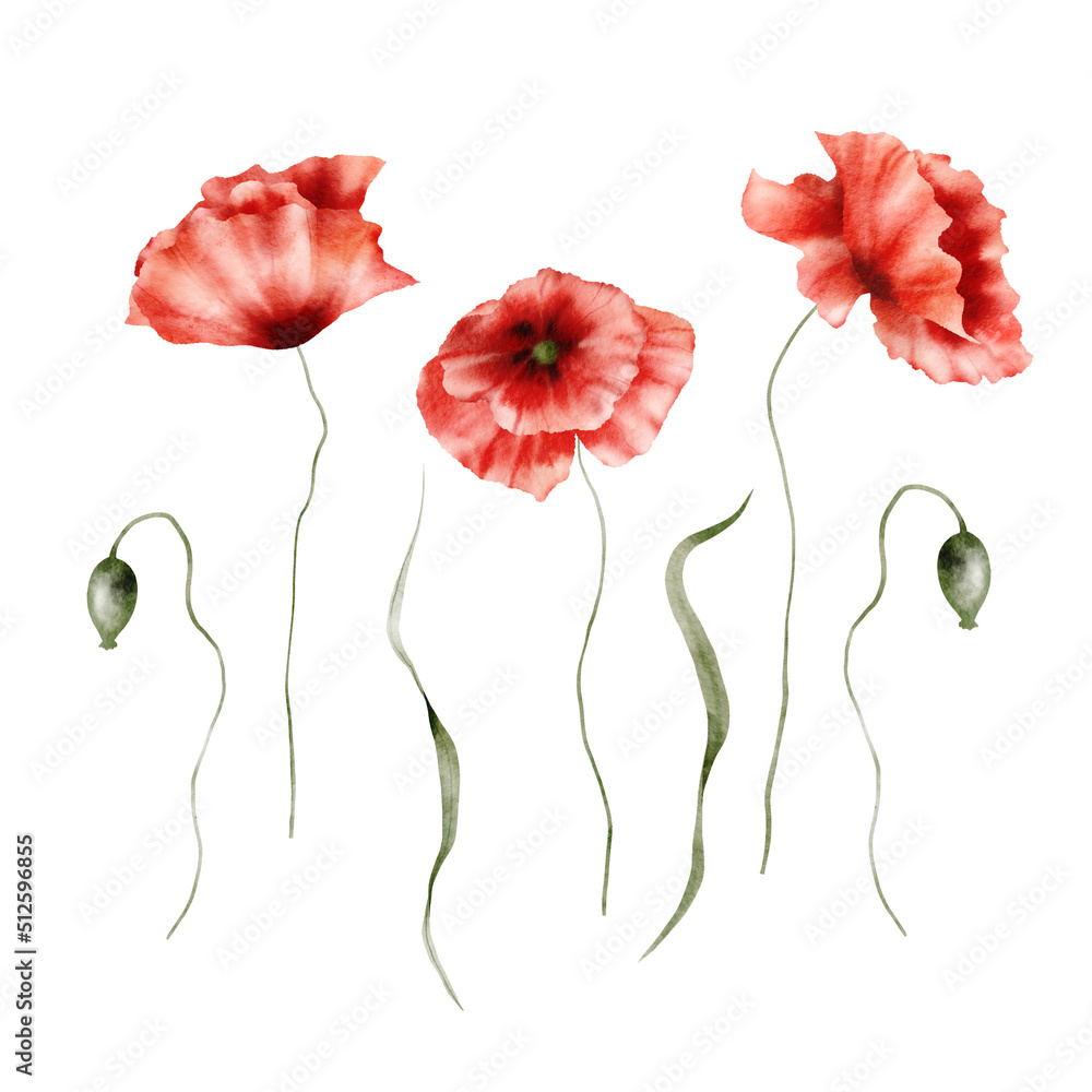 Sticker Watercolor floral arrangement - Poppies, Red poppy flowers, Wildflowers, Botanic summer illustration isolated on white background, Hand painted floral background, Botanical collection