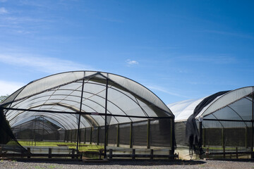 Viveiro de mudas de hortali&ccedil;as em bandejas de isopor com alta sanidade e uniformidade