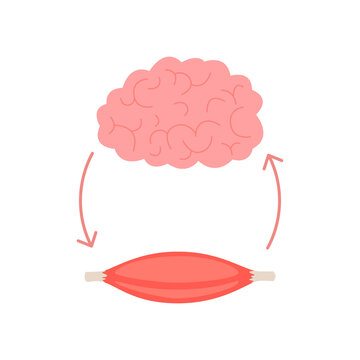 Connection of health brain and muscle fiber, neuromuscular relation. Unity of mental and muscular, growth through smart. Direction transmit impulses and getting response. Vector illustration