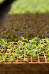 Alface em viveiro de mudas de hortaliças em bandejas de isopor com alta sanidade e uniformidade