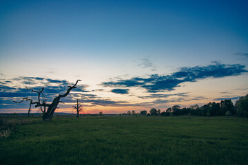 Fototapeta na wymiar Krajobraz łąki z samotnym drzewem w tle