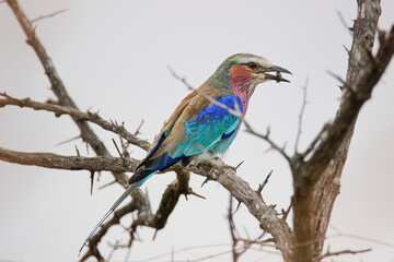 Lilac-breasted Roller, Kruger National Park, South Africa