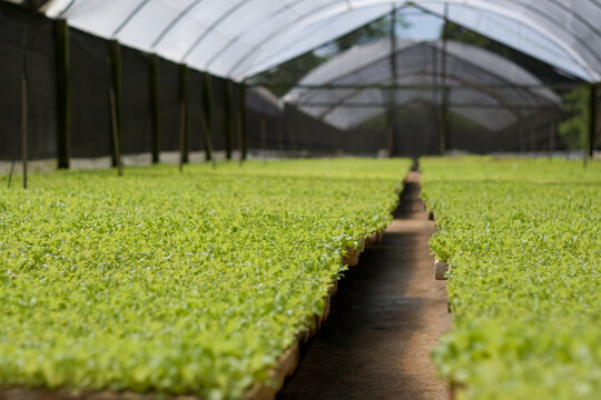 Viveiro de mudas de hortali&ccedil;as em bandejas de isopor com alta sanidade e uniformidade