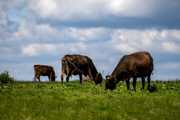 Cows in a mountain meadow. Rodna Mountains, Carpathians, Romania.