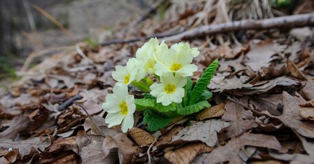 Appennino Tosco Emiliano