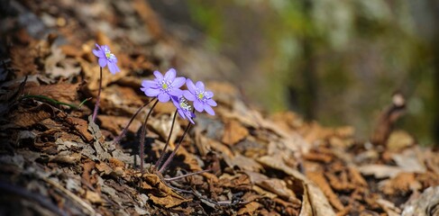 Appennino Tosco Emiliano