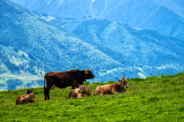 Naklejka premium Cows in a mountain meadow. Maramures Mountains, Carpathians, Romania.