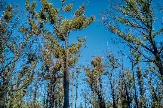 Fire Affected Eucalyptus Trees With Epicormic Shoots, A Year After Wildfires In December 2019 Affected The Mallacoota Region In Gippsland, Eastern Victoria, Australia.