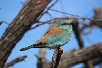 European Roller, Kruger National Park, South Africa