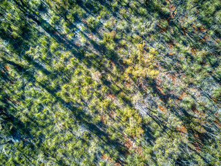 Aerial view of recovering eucalypt forest one year after being burnt by wildfire near Mallacoota, Victoria, Australia, December 2020 