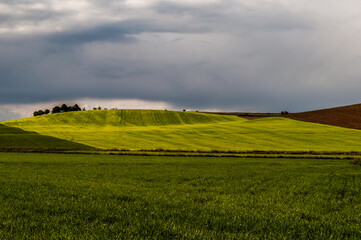 Campos de cereal en Castilla y León