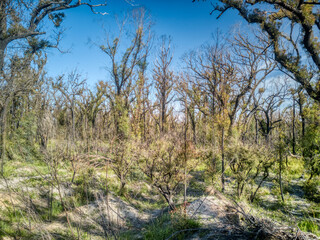 Fototapeta premium Fire affected Eucalyptus trees with epicormic shoots, a year after wildfires in December 2019 affected the Mallacoota region in Gippsland, eastern Victoria, Australia.