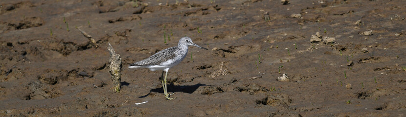 Common greenshank // Grünschenkel (Tringa nebularia)