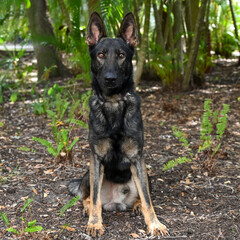 German shepherd dog, rescue, adoptable, handsome, ears, shepherd