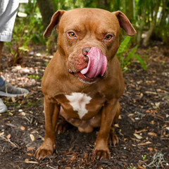portrait of a dog, mixed breed, rescue, adoptable, tongue
