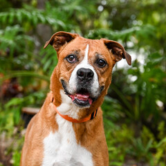 portrait of a dog, rescue dog