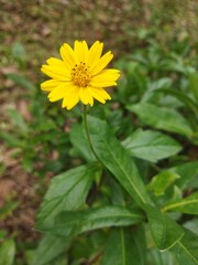 yellow flower