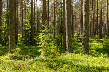 Pinienwald. Szenisches Hintergrundbild der skandinavischen Sommernatur.