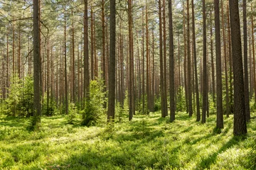 Pinienwald. Szenisches Hintergrundbild der skandinavischen Sommernatur. © Conny Sjostrom