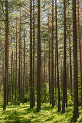 Pine tree forest. Scenic background picture of Scandinavian summer nature.