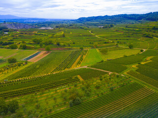 Fototapeta premium Weinberge von oben Drohne 
