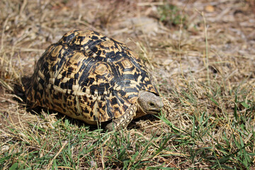 Leopard Tortoise, Kruger National Park, South Africa