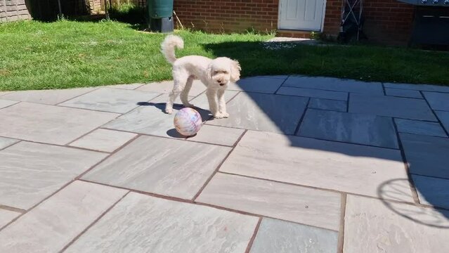 Cockerpoo puppy playing with a ball in a garden