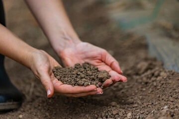 Close up of the hand of a woman holding a handful of rich fertile soil that has been newly dug over...