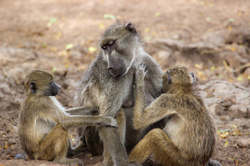 Chacma Baboon, Kruger National Park, South Africa