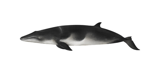 Hand-drawn watercolor Antarctic minke whale illustration isolated on white background. Southern minke whale. Underwater ocean creature. Marine mammal. Baleen whales animals collection © Diana Askarova