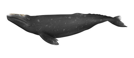 Hand-drawn watercolor gray whale illustration isolated on white background. Underwater ocean creature. Marine mammal. Baleen whales animals collection © Diana Askarova
