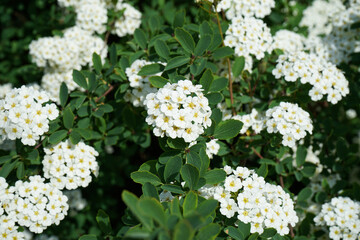 Spring blooming shrub with many white flowers - Spirea (Spiraea cantoniensis) close-up. Also known as Reeve's spiraea.
