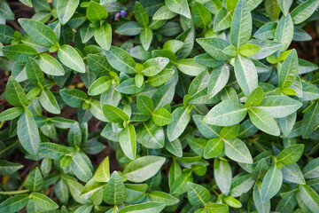 Green leaves pattern background. Top view.