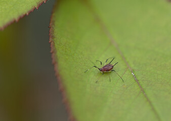 aphid on a rose