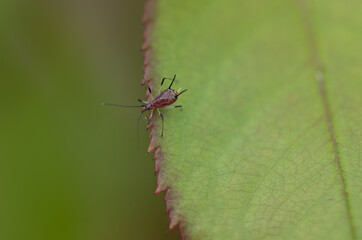 aphid on a rose