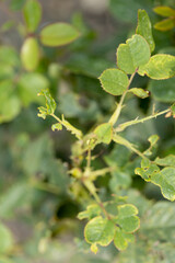 Naklejka premium caterpillars on rose leaves