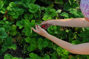 woman picking strawberries at a strawberry farm