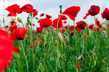 Obraz premium Campos de amapolas