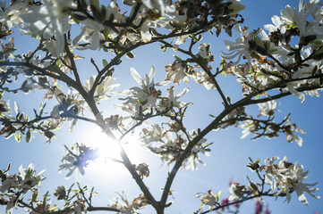 Branches of a flowering tree with white flowers against the sky and the sun, in springtime.