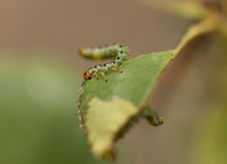 caterpillars on rose leaves