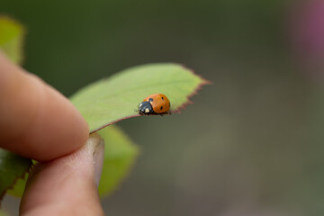 Ladybug on a rose shoot