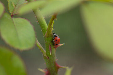 Ladybug on a rose shoot