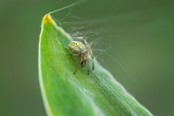  spider in the web